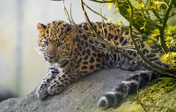 Cat, branches, stone, moss, leopard, cub, kitty, Amur