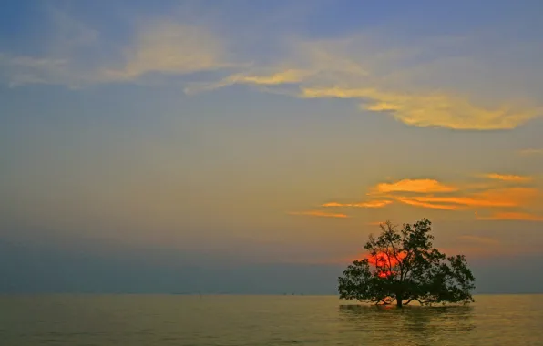 Picture sea, the sky, clouds, sunset, tree