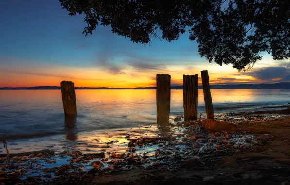 Sea, trees, sunset, branches, coast, posts, the evening, New Zealand