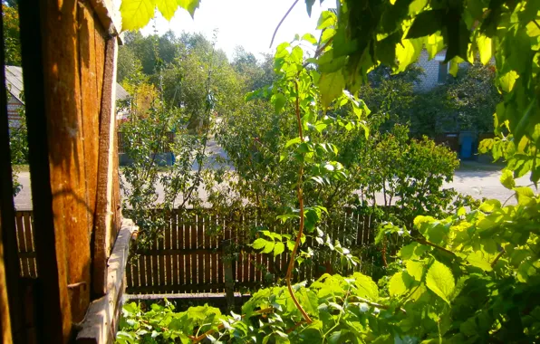 Road, leaves, the fence, view, Window