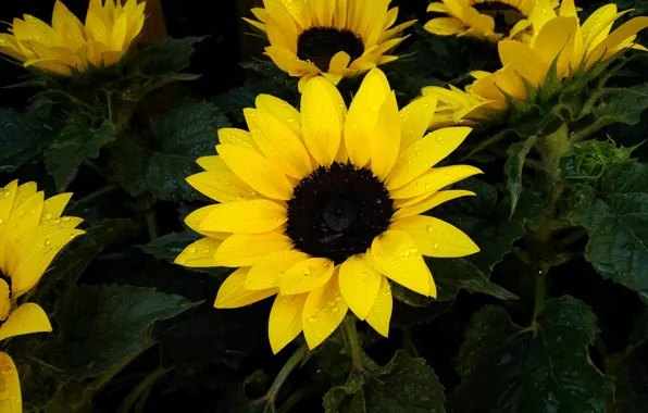 Leaves, drops, sunflowers, flowers, yellow, the dark background, sunflower