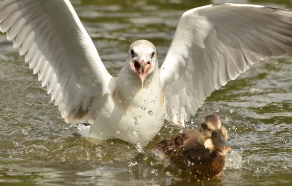 Bird, seagulls, duck, chase