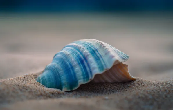 Clam, sink, shell, digital art, AI art, neural network, the art of artificial intelligence