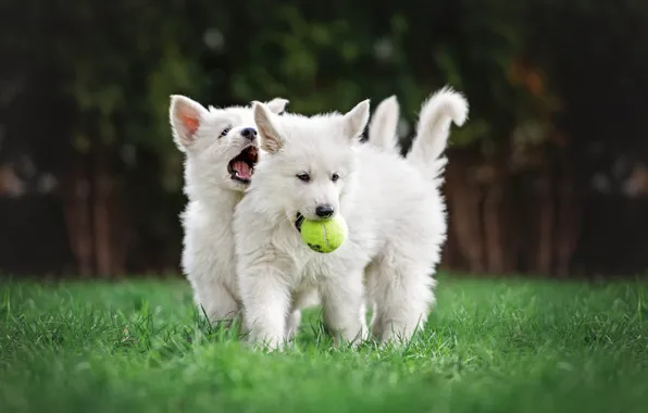 Dogs, summer, grass, Park, lawn, football, glade, toy