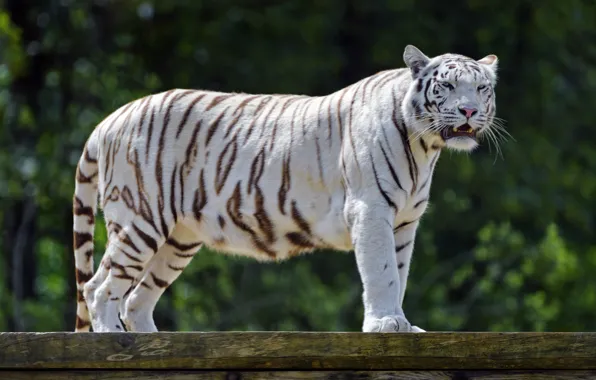 White, tiger, predator, roar