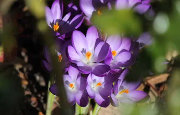 Leaves, light, flowers, spring, garden, crocuses, shadows, flowerbed