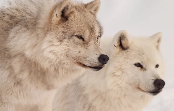 Picture wolf, predator, medic