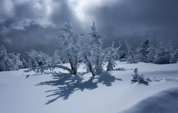 Winter, snow, trees, shadow, Oregon, the snow, Oregon, Mount Bachelor