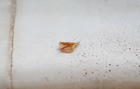 Autumn, leaves, leaf