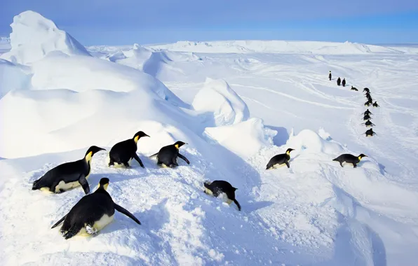Ice, snow, bird, Antarctica, Emperor penguins