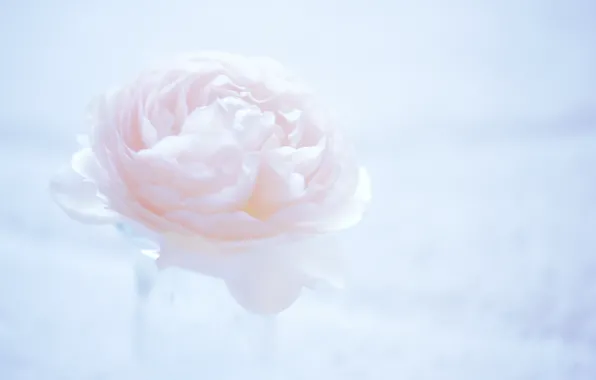 Picture flower, macro, background, pink, light, Camellia