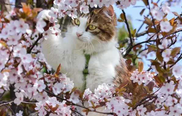 Picture cat, branches, cherry, spring, flowering, on the tree, flowers, cat