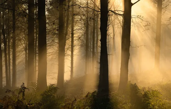 Forest, the sun, rays, light, trees, fog, trunks, silhouettes