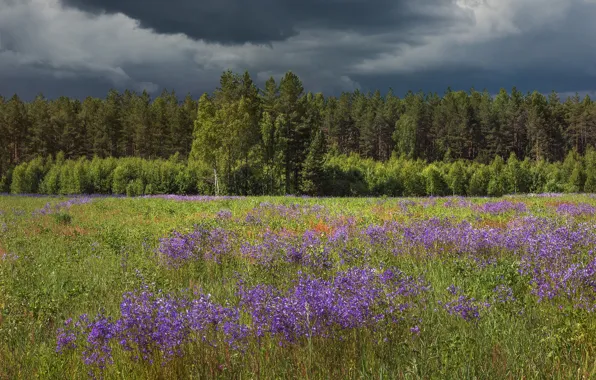 Field, forest, summer, flowers, clouds, meadow, storm, gloomy sky