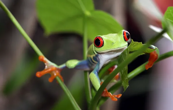 Look, leaves, pose, stems, frog, green, wood, red-eyed tree frog