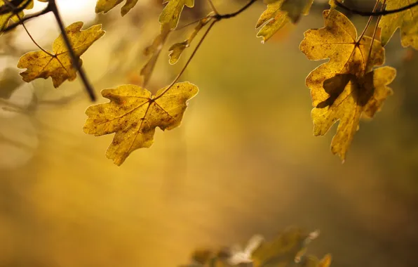Autumn, leaves, nature