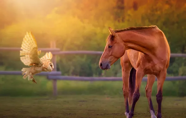 NATURE, HORSE, BIRD, OWL, The FENCE