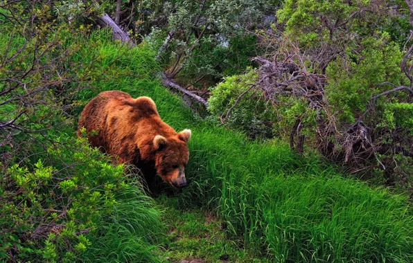 Forest, summer, grass, bear, the bushes, brown