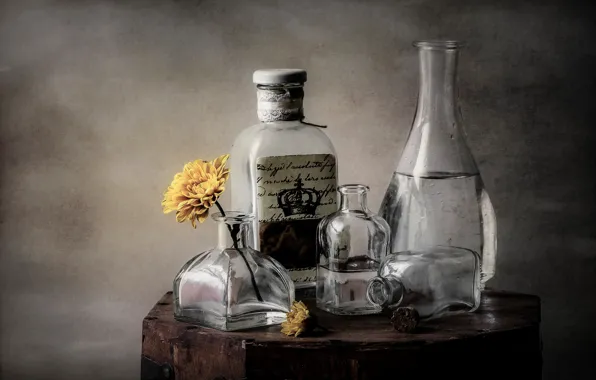 Flower, glass, bottle, dishes, still life, decanter