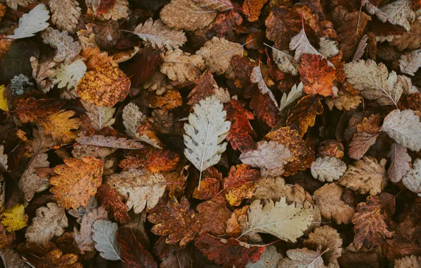 Autumn, leaves, foliage, dry, fallen