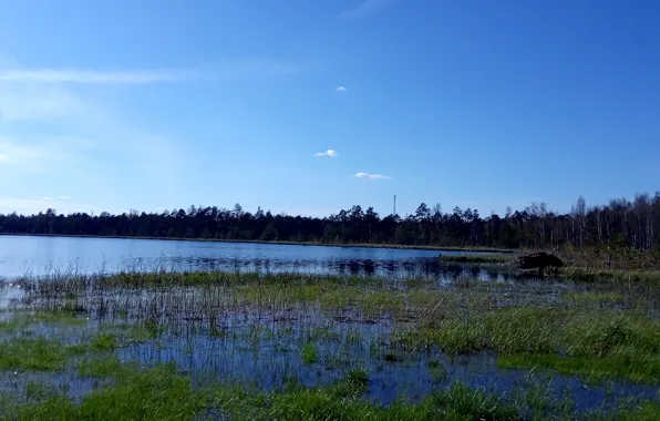 The sky, Water, Tree, Grass, Spring, May, Landscape, Lake