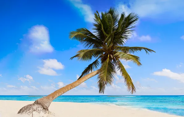 Sand, sea, wave, beach, summer, the sky, palm trees, shore