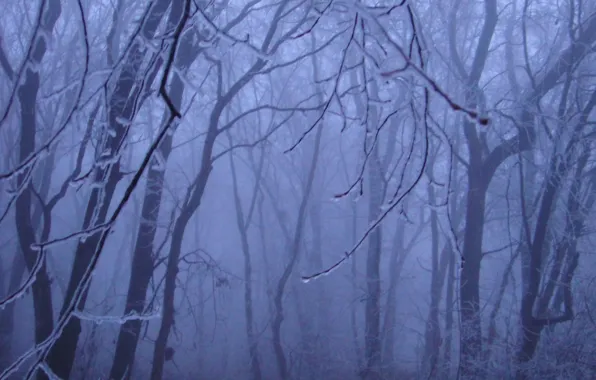 Frost, forest, trees, nature, fog, Pridnestrovian Moldavian Republic