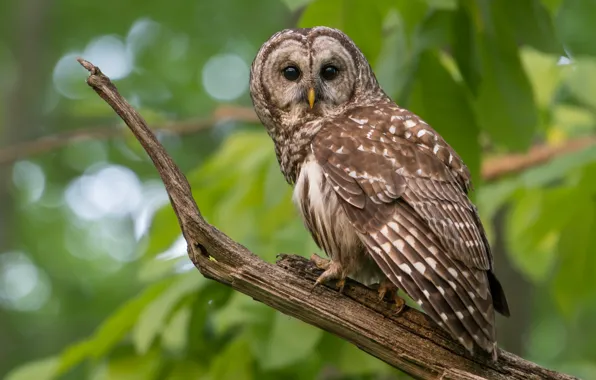 Picture look, owl, bokeh, foliage, greens, bird, bitches, owl