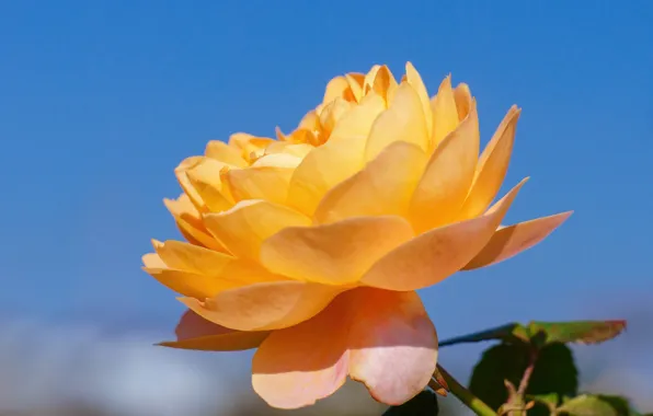 Flower, macro, rose, yellow, blue background