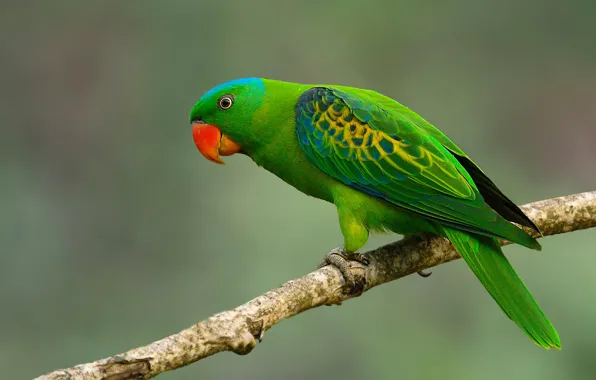 Picture background, bird, branch, parrot, Sineshapochnaya a parrot