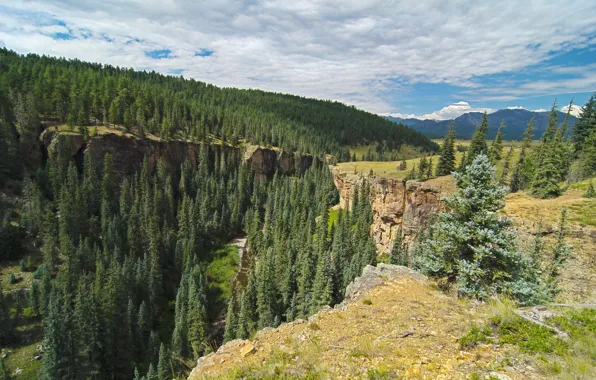 The sky, Rocks, Spruce forest