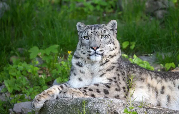Grass, look, pose, stones, lies, IRBIS, snow leopard