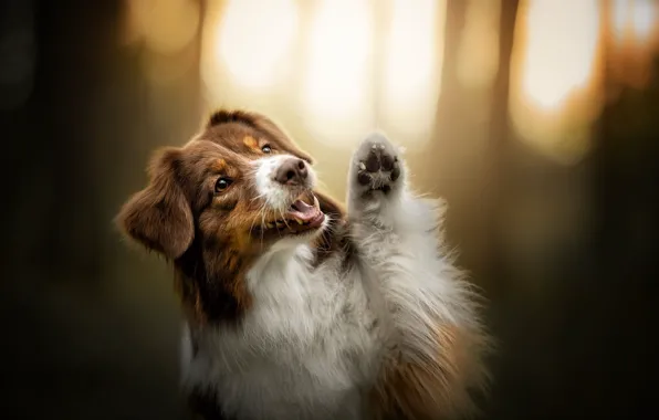 Background, each, dog