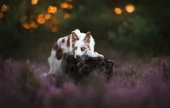 Look, nature, pose, glade, stump, dog, face, bokeh