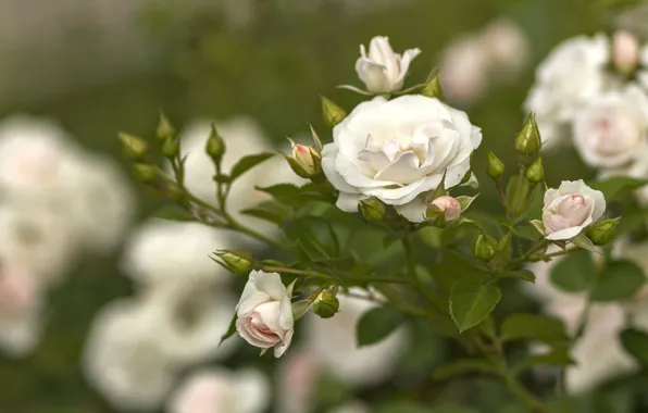Flowers, Bush, roses, rosebuds
