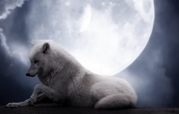 Picture white, night, background, fiction, the moon, wolf, beauty, wolf