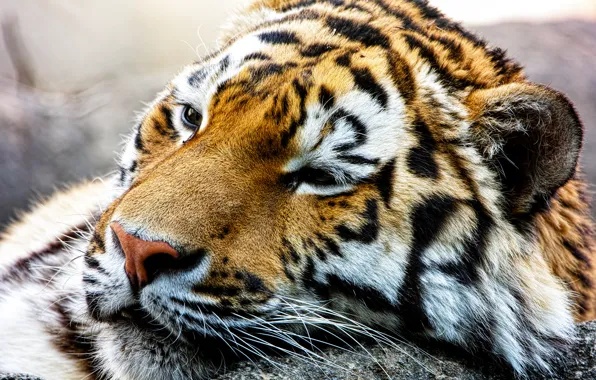 Face, predator, wild cat, The Amur tiger