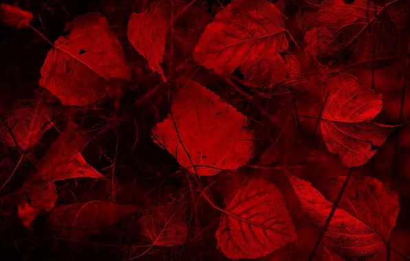 Leaves, macro, color