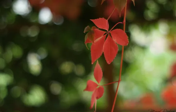 Macro, vine, red leaf