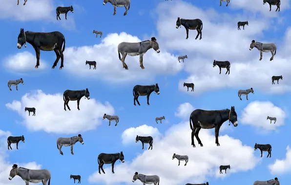 The sky, background, donkeys
