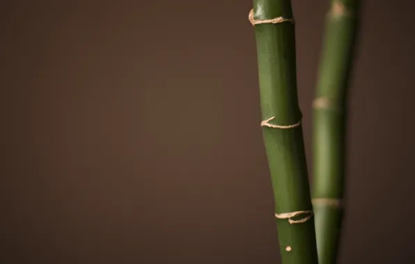 Macro, bamboo