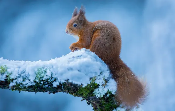 Snow, protein, beauty, red