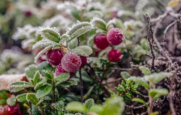 Picture berries, frost, cranberry