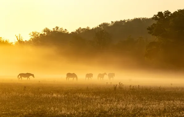 Fog, horses, morning