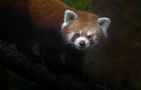 Look, the dark background, tree, red Panda, face, red Panda
