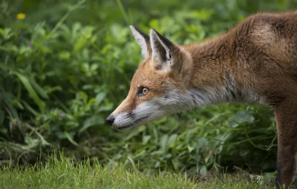 Picture greens, grass, red, muzzle, Fox, ears, Fox