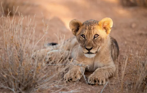 Picture portrait, baby, lies, lion