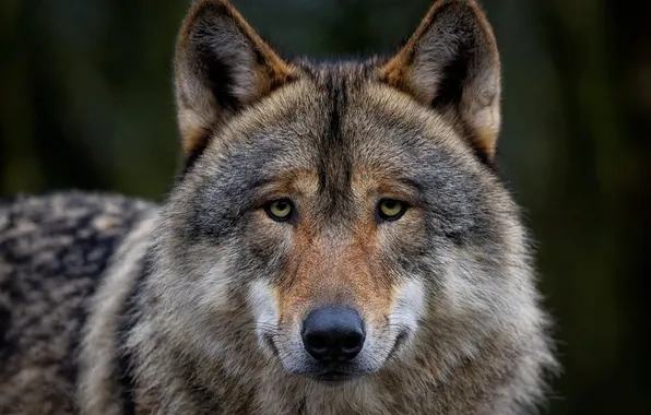Nature, snow, predator, face, animal, wolf, wildlife, portrait