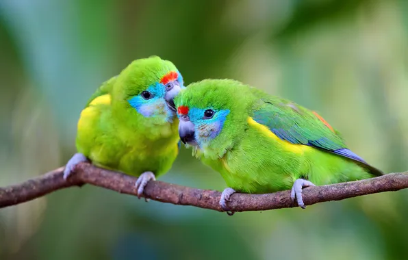 Birds, branch, green, parrot, parrots, a couple, green background, bokeh