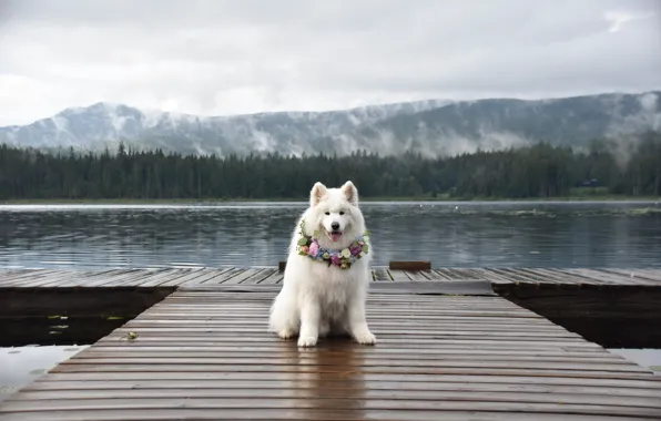Look, pose, dog, white, face, Samoyed